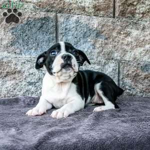Candy, Boston Terrier Puppy